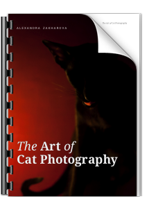 The Art of Cat Photography eBook Cover