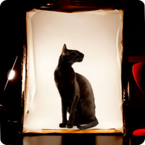 Photo of DIY lightbox with a cat inside
